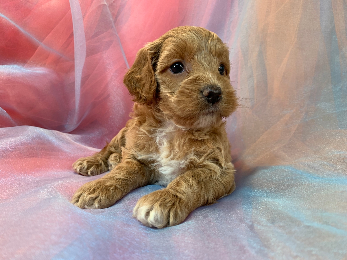Female Cockapoo Puppy Available DOB 6-12-2022, $1200 